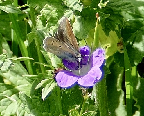 geranium argus